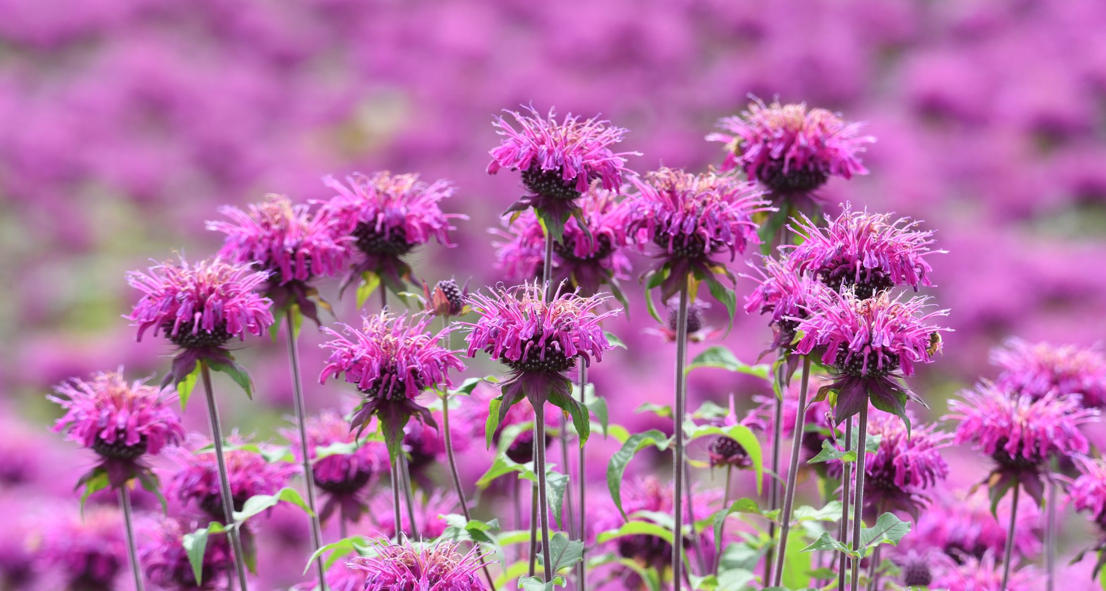 La pianta di Monarda